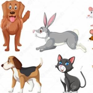 animals