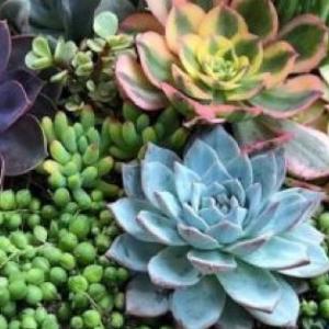 LAS PLANTAS