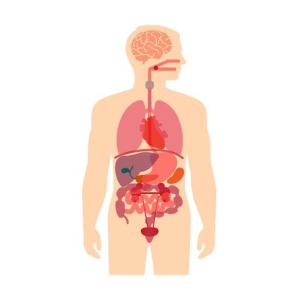 Sistemas del Cuerpo Humano