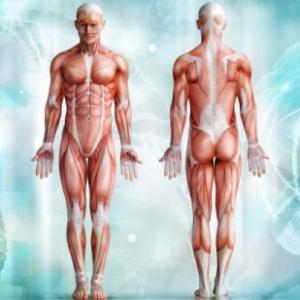 Sistemas del Cuerpo Humano