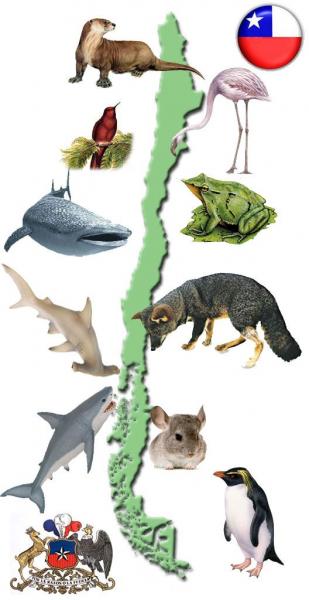 Animales de Chile