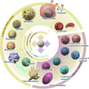 Hematopoyesis