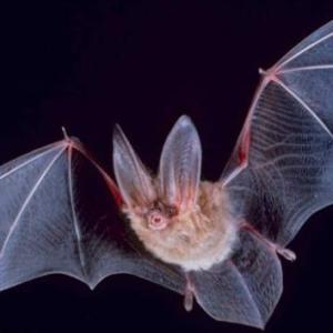 CONOCIMIENTOS DE MURCIELAGOS