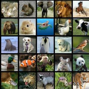 Animals