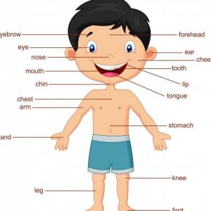 Partes del cuerpo