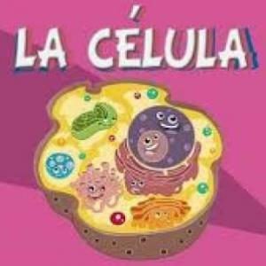Partes de la Célula y su Función.