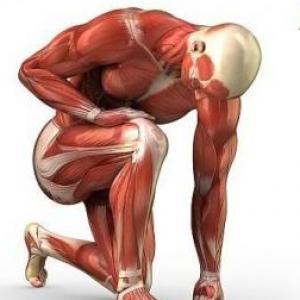 Anatomía Funcional