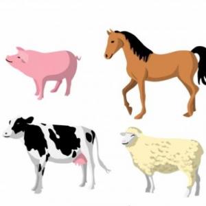 encuentra la pareja de los animales domésticos 