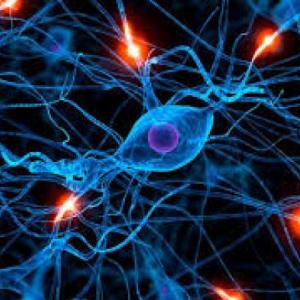 Imagen de portada del videojuego educativo: sistema nervioso, de la temática Biología