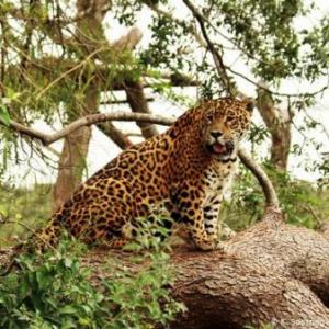 Biodiversidad en Ámerica