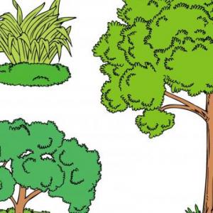 PLANTAS