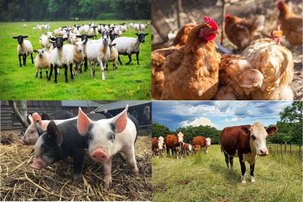 Memotest de Animales de Granja