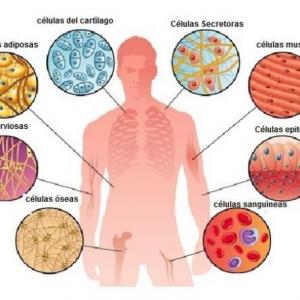 ¿Cuánto conozco sobre las células?