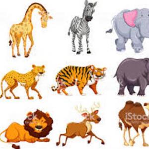 ANIMALES SALVAJES