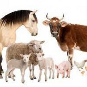 Animales de granja
