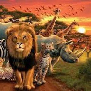 Reinos Animales