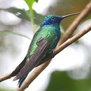 Animales parecidos