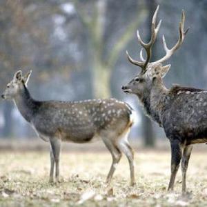 EMPAREJA ANIMALES