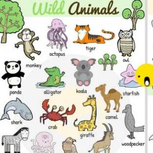 Let's know the wild Animals 