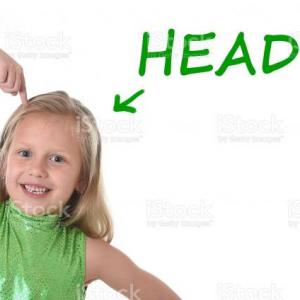 Parts of the Head