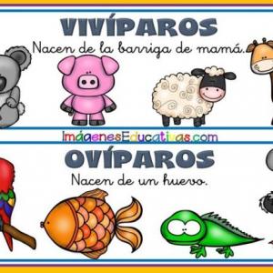 Animales ovíparos y vivíparos