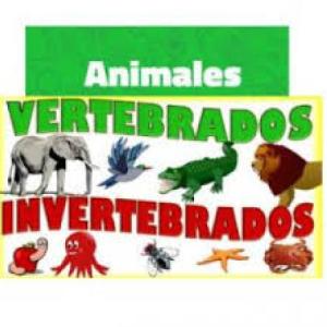 Reino Animal