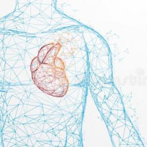 Aparatos y sistemas del cuerpo humano