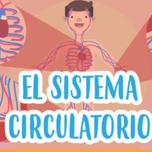 Conociendo el sitema circulatorio.