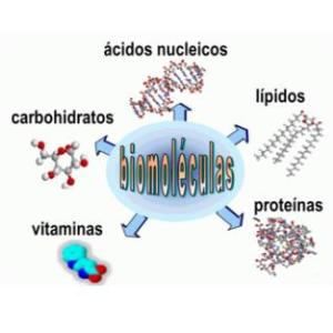 Descubramos biomoléculas.