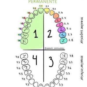 Primer premolar superior