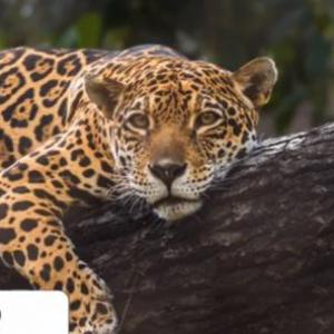 Portada del juego Animals – Idiomas