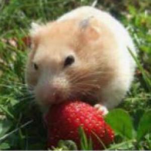 frutas,verduras,animales y colores
