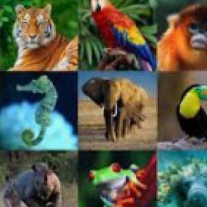 animales