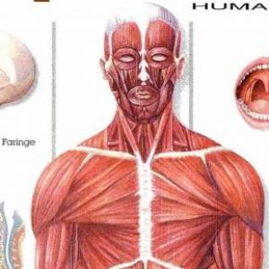Repasemos Anatomía