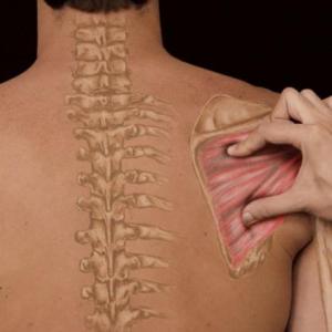 Anatomía palpatoria