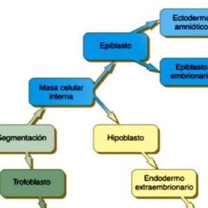 Sobre embriologia
