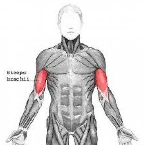 Musculos del Cuerpo Humano