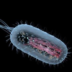 Prokaryotic Cells