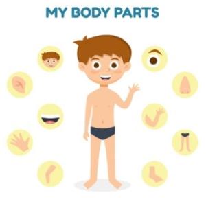 Body parts