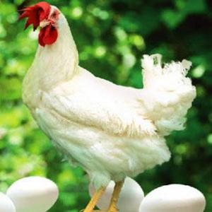 Manejo de gallinas de postura en la etapa de levante