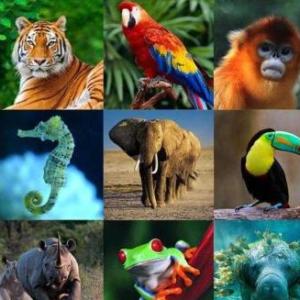 Alimentación animal