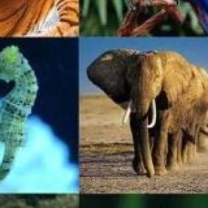 Alimentación animal