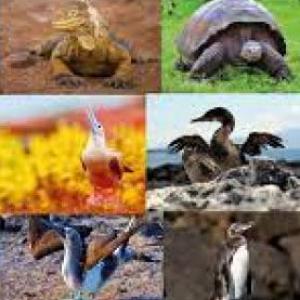 La Fauna de Galápagos