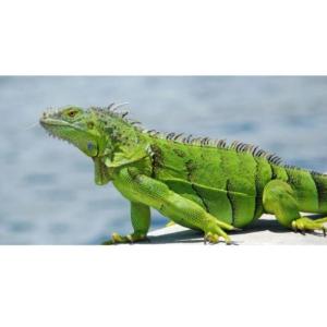 Leyenda de las Islas Galápagos