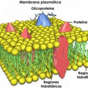 Oca de la membrana plasmática