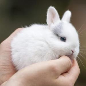 Animales