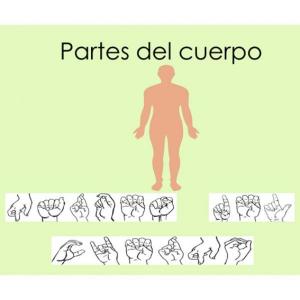 Memoria partes del cuerpo