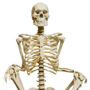 THE BODY
