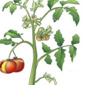 LAS PLANTAS SON FUENTE DE VIDA
