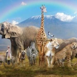 Animals